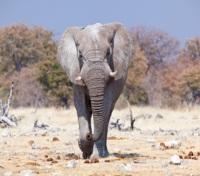African Elephant African Elephant
